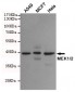 Anti-MEK1/2 Monoclonal Antibody