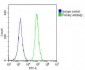 PRODH Antibody (Center)