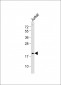 p19 Antibody (N-term)