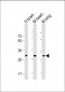 CH25H Antibody (N-Term)