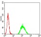 Mouse Monoclonal Antibody to ADAMTS1