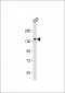 SEC24B Antibody (C-Term)