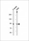 LOXL4 Antibody (C-term)