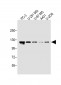 K0746 Antibody (N-term)