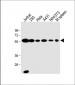 U2AF2 Antibody (N-term)