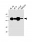 METTL14 Antibody (N-Term)