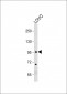 EPS8 Antibody (N-term)