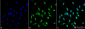 GRP78 Antibody