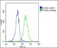 MGEA5 Antibody (N-Term)