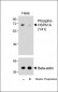 Phospho-HSPA1A/HSPA1B(Y41) Antibody