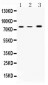 Anti-12 Lipoxygenase Picoband Antibody