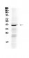 Anti-NDRG3 Picoband Antibody