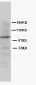 Anti-Cullin 4B Antibody