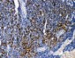 Anti-TRAF4 Antibody