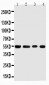 Anti-TRAF4 Antibody