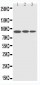 Anti-CDC5L Antibody