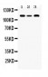 Anti-HLTF Picoband Antibody