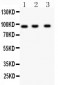 Anti-HEF1 Picoband Antibody