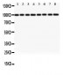 Anti-LYRIC Picoband Antibody