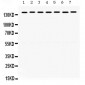 Anti-SMC3 Picoband Antibody