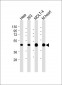 MTHFD2 Antibody (C-term)