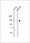 SCAP Antibody (N-term)