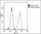 MAGEA2 Antibody (N-term)