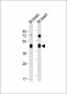 Mouse Irgm1 Antibody (C-term)