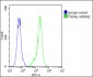 SFTPC Antibody (N-term)