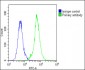 LOXL4 Antibody (C-term)