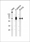 LGALS3BP Antibody (Center)