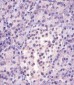 MGEA5 Antibody (N-Term)