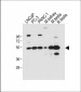 DMRT3 Antibody  (C-term)