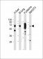 LGALS3BP Antibody (Center)