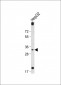 DIO3 Antibody (C-term)