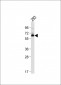 SMAD9 Antibody (Center)