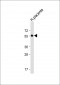 ISM1 Antibody (C-term)