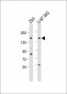 PCDH9 Antibody (C-term)