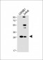 LAPTM5 Antibody (N-term)