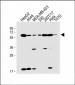 SLC47A1 Antibody (C-term)