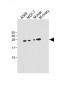 PEMT Antibody (C-term)