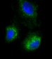 SFTPC Antibody (N-term)