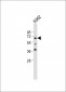 ENOX2 Antibody (N-term)