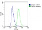 SEC24B Antibody (C-Term)