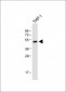 AP12042a-RBPJL-Antibody-N-term