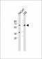 SGPL1 Antibody (N-term)