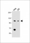 LONP1 Antibody(Center)