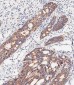 SLC47A1 Antibody (C-term)