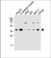 OR2H2 Antibody (C-term)
