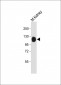 Mouse Npr1 Antibody (N-term)